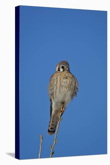 American Kestrel (Sparrow Hawk) (Falco Sparverius) Female-James Hager-Stretched Canvas