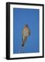 American Kestrel (Sparrow Hawk) (Falco Sparverius) Female-James Hager-Framed Photographic Print