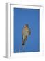 American Kestrel (Sparrow Hawk) (Falco Sparverius) Female-James Hager-Framed Photographic Print