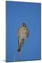 American Kestrel (Sparrow Hawk) (Falco Sparverius) Female-James Hager-Mounted Photographic Print