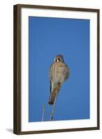 American Kestrel (Sparrow Hawk) (Falco Sparverius) Female-James Hager-Framed Photographic Print