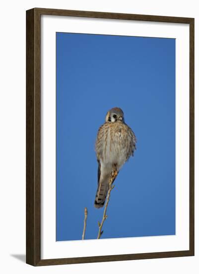 American Kestrel (Sparrow Hawk) (Falco Sparverius) Female-James Hager-Framed Photographic Print