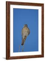 American Kestrel (Sparrow Hawk) (Falco Sparverius) Female-James Hager-Framed Photographic Print