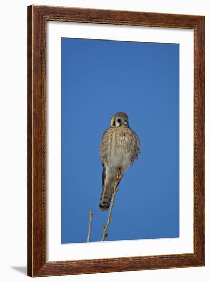 American Kestrel (Sparrow Hawk) (Falco Sparverius) Female-James Hager-Framed Photographic Print