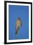 American Kestrel (Sparrow Hawk) (Falco Sparverius) Female-James Hager-Framed Photographic Print