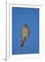 American Kestrel (Sparrow Hawk) (Falco Sparverius) Female-James Hager-Framed Photographic Print