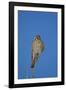 American Kestrel (Sparrow Hawk) (Falco Sparverius) Female-James Hager-Framed Photographic Print