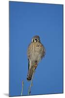 American Kestrel (Sparrow Hawk) (Falco Sparverius) Female-James Hager-Mounted Photographic Print