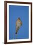 American Kestrel (Sparrow Hawk) (Falco Sparverius) Female-James Hager-Framed Photographic Print