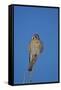 American Kestrel (Sparrow Hawk) (Falco Sparverius) Female-James Hager-Framed Stretched Canvas