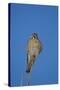 American Kestrel (Sparrow Hawk) (Falco Sparverius) Female-James Hager-Stretched Canvas