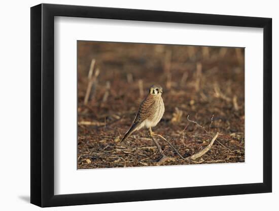 American Kestrel (Sparrow Hawk) (Falco Sparverius) Female-James Hager-Framed Photographic Print