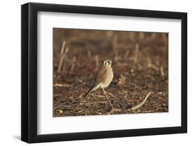 American Kestrel (Sparrow Hawk) (Falco Sparverius) Female-James Hager-Framed Photographic Print