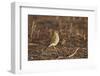 American Kestrel (Sparrow Hawk) (Falco Sparverius) Female-James Hager-Framed Photographic Print