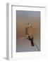 American Kestrel (Sparrow Hawk) (Falco Sparverius) Female-James Hager-Framed Photographic Print