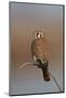 American Kestrel (Sparrow Hawk) (Falco Sparverius) Female-James Hager-Mounted Photographic Print