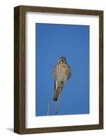 American Kestrel (Sparrow Hawk) (Falco Sparverius) Female-James Hager-Framed Photographic Print