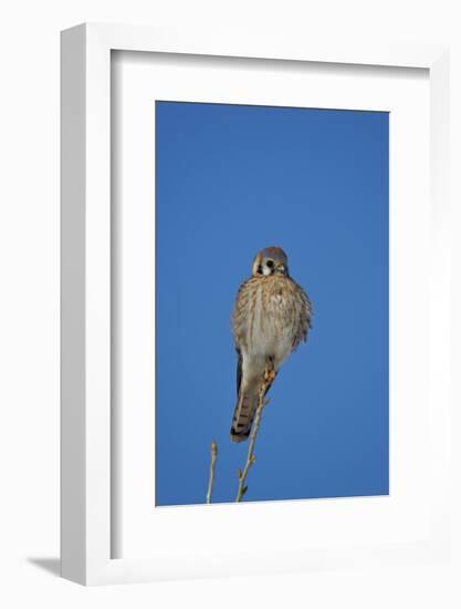 American Kestrel (Sparrow Hawk) (Falco Sparverius) Female-James Hager-Framed Photographic Print