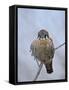 American Kestrel (Sparrow Hawk) (Falco Sparverius)-James Hager-Framed Stretched Canvas