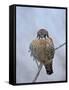 American Kestrel (Sparrow Hawk) (Falco Sparverius)-James Hager-Framed Stretched Canvas