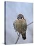 American Kestrel (Sparrow Hawk) (Falco Sparverius)-James Hager-Stretched Canvas