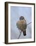 American Kestrel (Sparrow Hawk) (Falco Sparverius)-James Hager-Framed Photographic Print