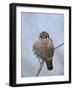 American Kestrel (Sparrow Hawk) (Falco Sparverius)-James Hager-Framed Photographic Print