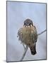 American Kestrel (Sparrow Hawk) (Falco Sparverius)-James Hager-Mounted Photographic Print