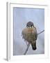American Kestrel (Sparrow Hawk) (Falco Sparverius)-James Hager-Framed Photographic Print