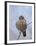 American Kestrel (Sparrow Hawk) (Falco Sparverius)-James Hager-Framed Photographic Print