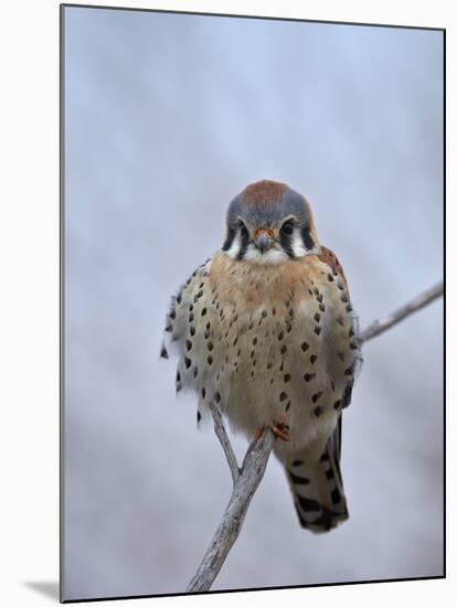 American Kestrel (Sparrow Hawk) (Falco Sparverius)-James Hager-Mounted Photographic Print