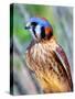 American Kestrel-Douglas Taylor-Stretched Canvas