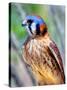 American Kestrel-Douglas Taylor-Stretched Canvas