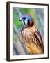 American Kestrel-Douglas Taylor-Framed Photographic Print