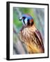 American Kestrel-Douglas Taylor-Framed Photographic Print