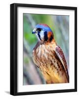 American Kestrel-Douglas Taylor-Framed Photographic Print