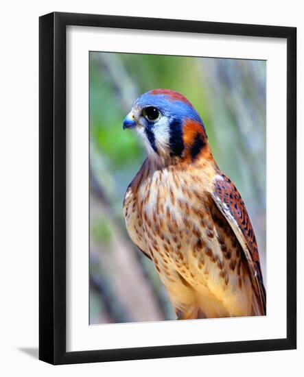 American Kestrel-Douglas Taylor-Framed Photographic Print