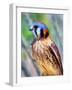 American Kestrel-Douglas Taylor-Framed Photographic Print