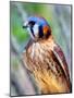 American Kestrel-Douglas Taylor-Mounted Photographic Print