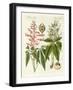 American Kinds of Buckeyes-null-Framed Giclee Print