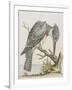 American Kingfisher-null-Framed Giclee Print