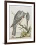 American Kingfisher-null-Framed Giclee Print