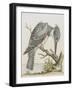 American Kingfisher-null-Framed Giclee Print