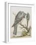 American Kingfisher-null-Framed Giclee Print