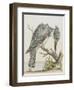 American Kingfisher-null-Framed Giclee Print