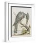 American Kingfisher-null-Framed Giclee Print