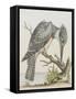 American Kingfisher-null-Framed Stretched Canvas