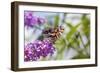 American Lady on Butterfly Bush, Illinois-Richard & Susan Day-Framed Photographic Print