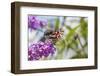 American Lady on Butterfly Bush, Illinois-Richard & Susan Day-Framed Photographic Print