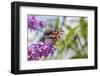 American Lady on Butterfly Bush, Illinois-Richard & Susan Day-Framed Photographic Print